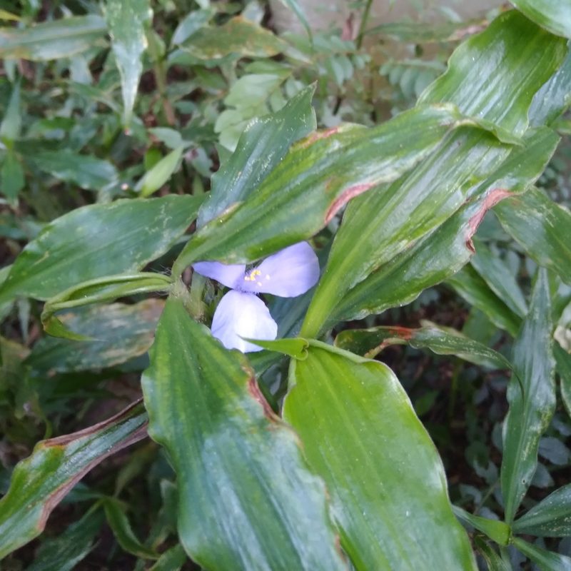 Coleotrype natalensis, photographed by Rosemary Harrison