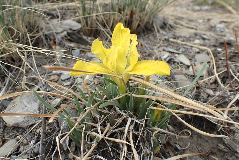 Iris humilis, photographed by Pavel Borodin