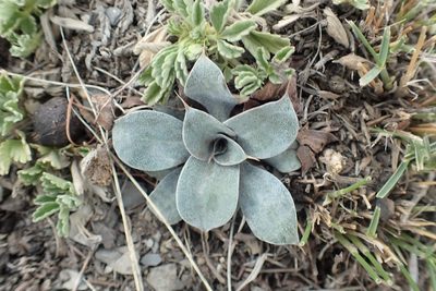 Goniolimon speciosum, photographed by Pavel Borodin