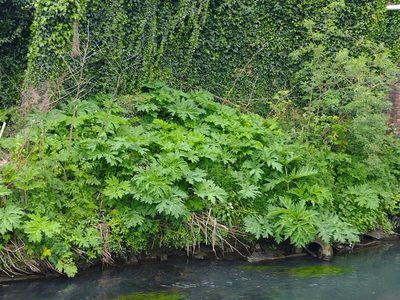 Heracleum mantegazzianum, photographed by Lukas Large