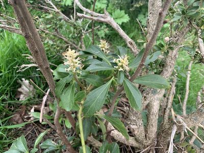 Pachysandra terminalis, photographed by David Bartholow