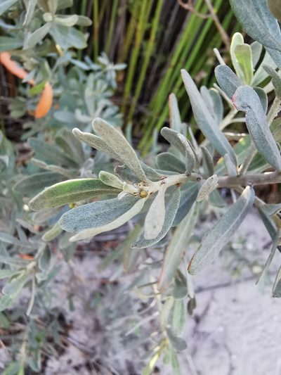 Clutia daphnoides, photographed by Cait Smith