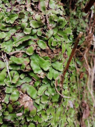 Plagiochasma crenulatum, photographed by Jorge Armín Escalante-Pasos