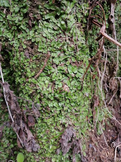Plagiochasma crenulatum, photographed by Jorge Armín Escalante-Pasos