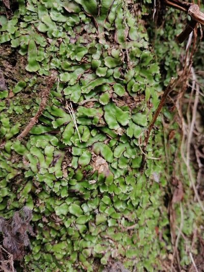 Plagiochasma crenulatum, photographed by Jorge Armín Escalante-Pasos
