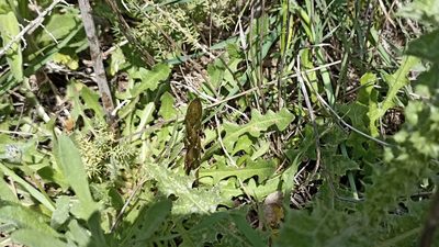 Asparagus acutifolius, photographed by Juan C. Espinosa
