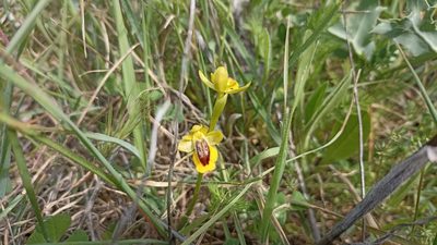 Ophrys lutea, photographed by Juan C. Espinosa