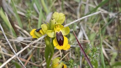 Ophrys lutea, photographed by Juan C. Espinosa