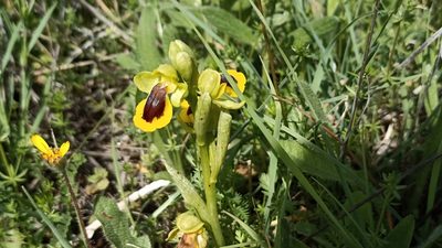 Ophrys lutea, photographed by Juan C. Espinosa