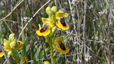 Ophrys lutea, photographed by Juan C. Espinosa