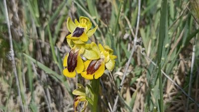 Ophrys lutea, photographed by Juan C. Espinosa