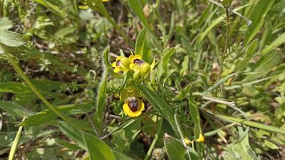 Ophrys lutea, photographed by Juan C. Espinosa