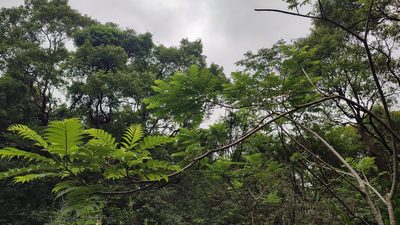 Zanthoxylum ailanthoides, photographed by 四角銅鑼