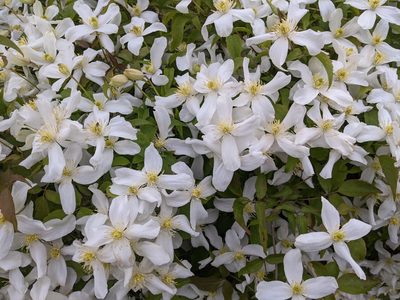Clematis montana, photographed by lukeromaine
