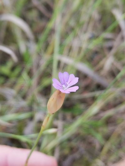 Petrorhagia nanteuilii, photographed by Roland Godon