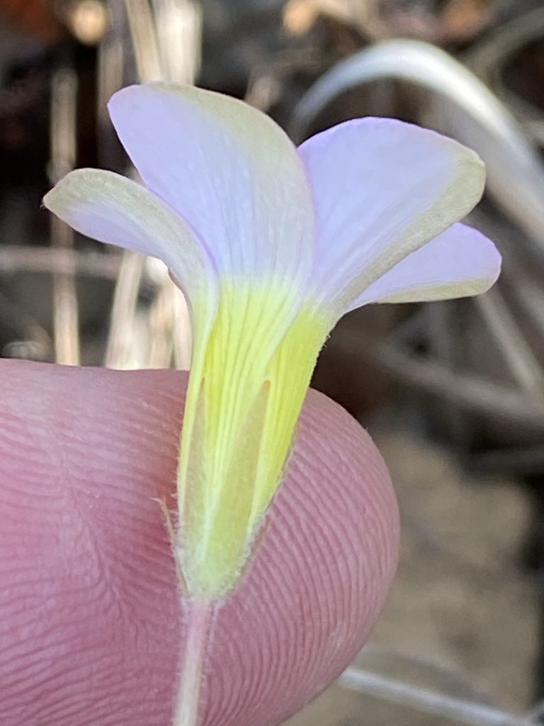 Oxalis meisneri, photographed by Dave U