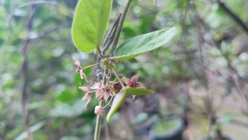 Vincetoxicum hirsutum, photographed by 四角銅鑼