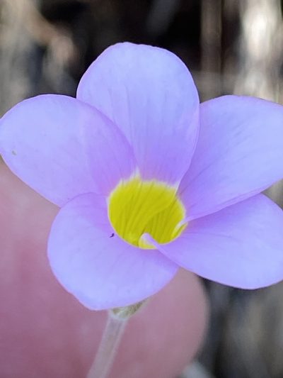 Oxalis meisneri, photographed by Dave U