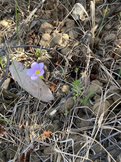 Oxalis meisneri, photographed by Dave U