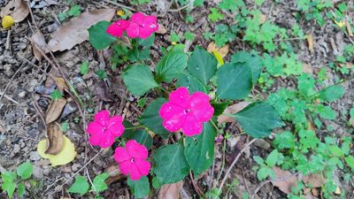 Impatiens walleriana, photographed by 四角銅鑼