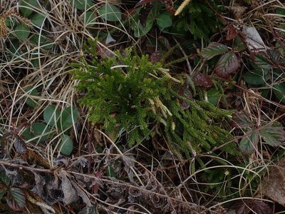Dendrolycopodium hickeyi, photographed by Lynn Harper