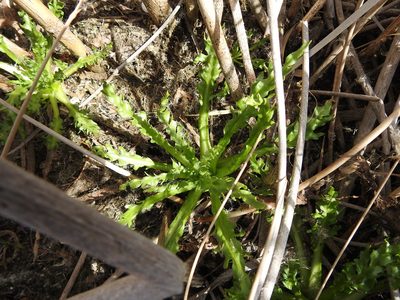 Tephroseris palustris, photographed by Ксения Волянская