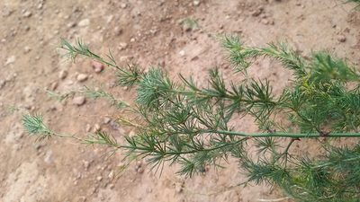 Asparagus africanus