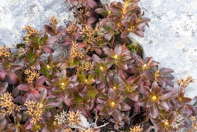 Rhododendron hirsutum, photographed by Philipp Pavelka