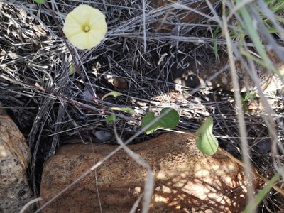 Ipomoea obscura, photographed by Ricus Nel