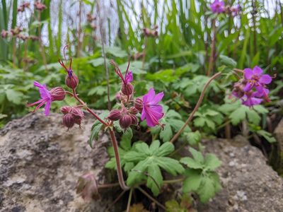Geranium macrorrhizum, photographed by lukeromaine