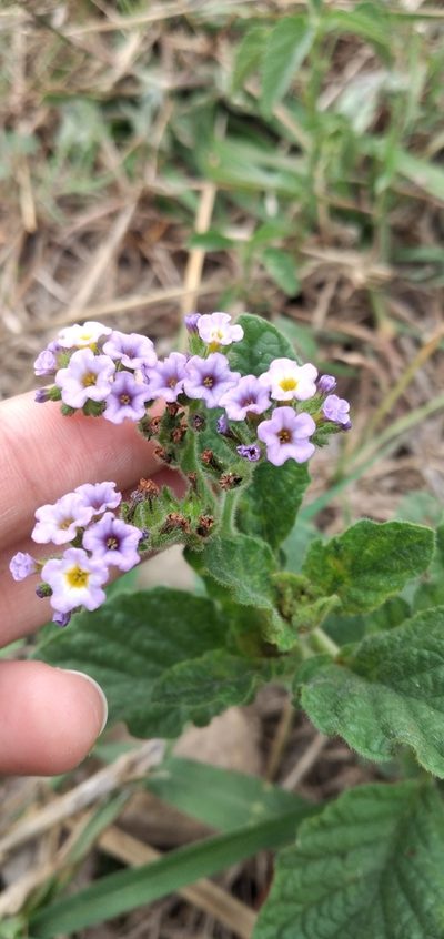 Heliotropium nicotianifolium, photographed by Fede y Vani