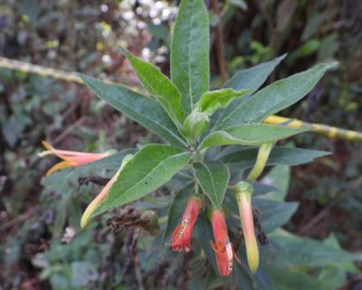 Lobelia laxiflora, photographed by Grete Pasch