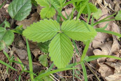 Fragaria moschata, photographed by stolbovsky