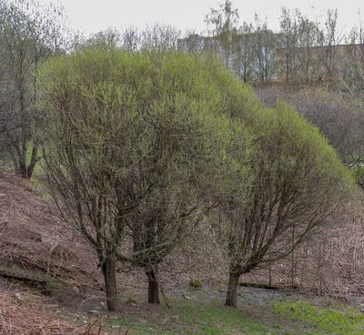 Salix euxina, photographed by stolbovsky