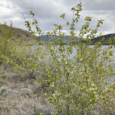 Populus trichocarpa, photographed by Daryl Nolan