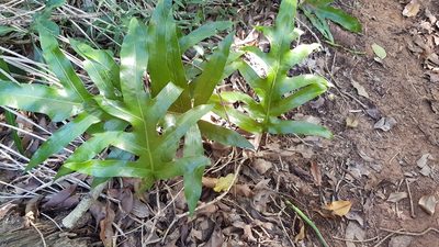 Microsorum scolopendria, photographed by Margaret Burger
