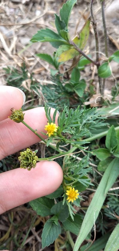 Chrysanthellum indicum, photographed by Fede y Vani
