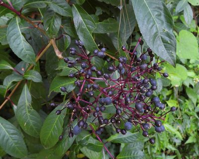 Fuchsia paniculata, photographed by Grete Pasch