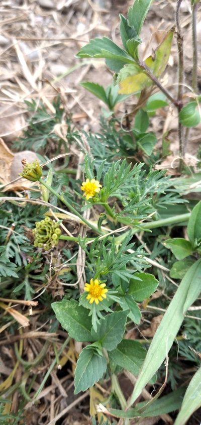 Chrysanthellum indicum, photographed by Fede y Vani