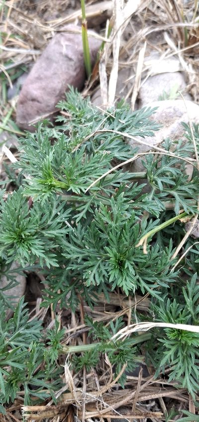 Chrysanthellum indicum, photographed by Fede y Vani