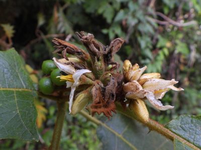 Solanum chrysotrichum, photographed by Grete Pasch