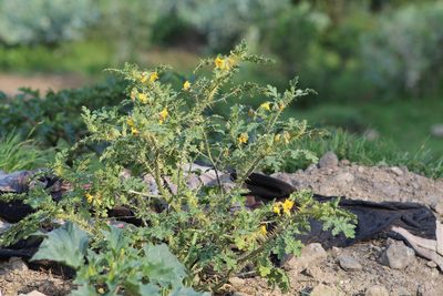 Solanum rostratum, photographed by Claudia Ramírez