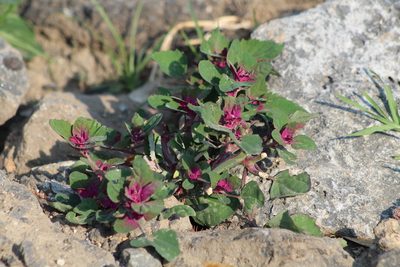 Chenopodium giganteum, photographed by Claudia Ramírez