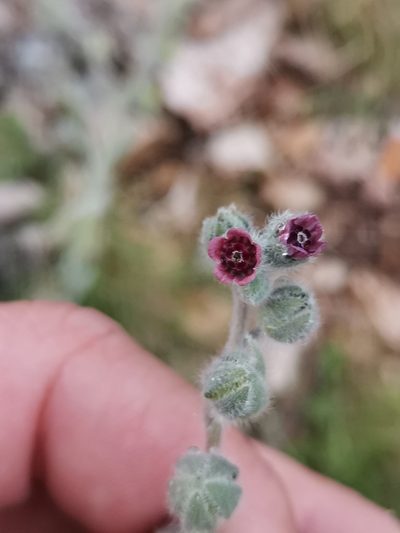 Cynoglossum columnae, photographed by Ljaž