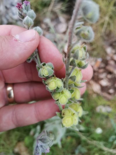 Cynoglossum columnae, photographed by Ljaž