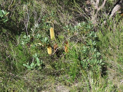 Banksia paludosa, photographed by Donald Hobern