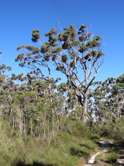 Eucalyptus sieberi, photographed by Donald Hobern