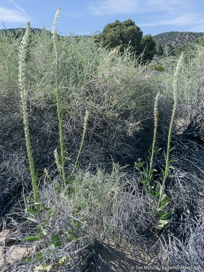 Thelypodium milleflorum, photographed by Tim Messick