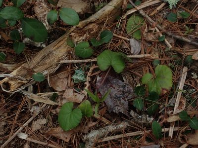 Rubus repens, photographed by Lynn Harper