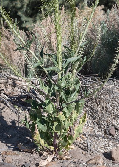 Thelypodium milleflorum, photographed by Tim Messick